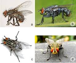 Attēlu rezultāti vaicājumam “Sarcophagidae”