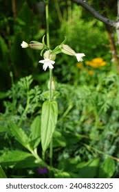 Attēlu rezultāti vaicājumam “Silene latifolia subsp. alba”