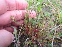 Attēlu rezultāti vaicājumam “Juncus bufonius fruit”