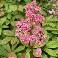 Image result for Rodgersia chocolate wings