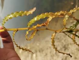 Attēlu rezultāti vaicājumam “Potamogeton praelongus leaf”