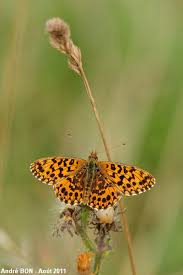 Attēlu rezultāti vaicājumam “Clossiana selene upperside”