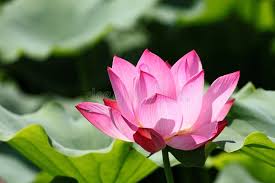 Attēlu rezultāti vaicājumam “Lotus sp. bud”