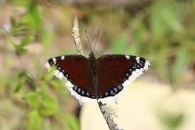 Attēlu rezultāti vaicājumam “Nymphalis antiopa”