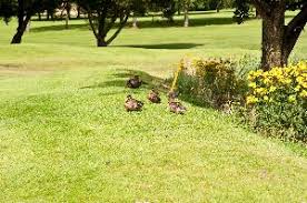 Image result for Chapel-En-Le-Frith Golf Club