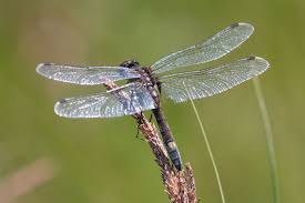Attēlu rezultāti vaicājumam “Leucorrhinia pectoralis female”