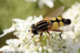 Attēlu rezultāti vaicājumam “Helophilus hybridus male”
