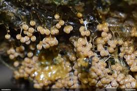 Attēlu rezultāti vaicājumam “Badhamia capsulifera”