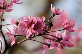 Attēlu rezultāti vaicājumam “Malus purpurea flower”