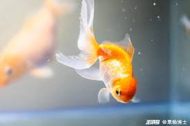 Image result for 金魚