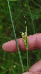 Attēlu rezultāti vaicājumam “Rhynchospora alba leaf”
