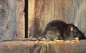 Attēlu rezultāti vaicājumam “Muridae”