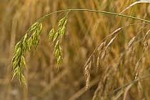 Attēlu rezultāti vaicājumam “Bromus secalinus”