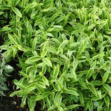 Attēlu rezultāti vaicājumam “Carex scandinavica”