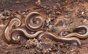 Attēlu rezultāti vaicājumam “Ommatoiulus sabulosus”