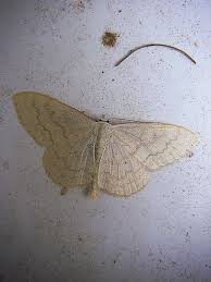 Attēlu rezultāti vaicājumam “Scopula floslactata imago”