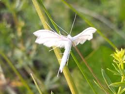 Attēlu rezultāti vaicājumam “Pterophorus pentadactyla”