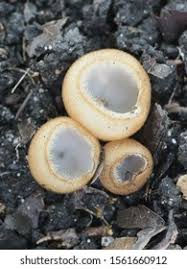 Attēlu rezultāti vaicājumam “Humaria hemisphaerica”