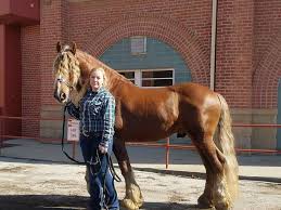 Image result for chestnut friesian