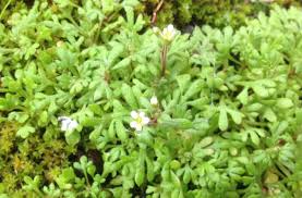 Attēlu rezultāti vaicājumam “Saxifraga tridactylites flower”