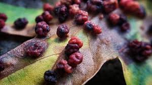 Attēlu rezultāti vaicājumam “Vasates quadripedes”