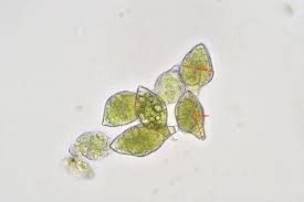 Attēlu rezultāti vaicājumam “Aulacomnium androgynum sporophyte”