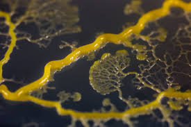 Attēlu rezultāti vaicājumam “Physarum contextum sessile”