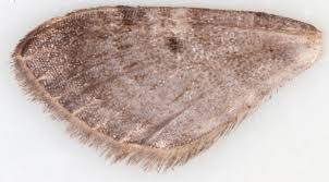 Attēlu rezultāti vaicājumam “Eupithecia tenuiata”