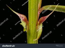 Attēlu rezultāti vaicājumam “Vicia angustifolia leaf”