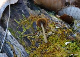 Attēlu rezultāti vaicājumam “Enteridium olivaceum”