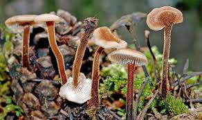 Attēlu rezultāti vaicājumam “Physarum auriscalpium sessile”