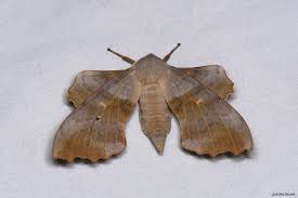 Attēlu rezultāti vaicājumam “Laothoe populi imago”