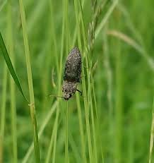 Attēlu rezultāti vaicājumam “Agrypnus murinus”