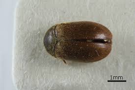 Attēlu rezultāti vaicājumam “Attagenus smirnovi”