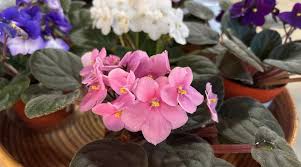 Image result for violet