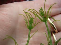 Attēlu rezultāti vaicājumam “Chara intermedia male”