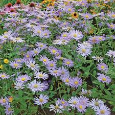 Image result for Aster