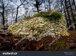 Attēlu rezultāti vaicājumam “Inonotus rheades”