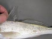 Image result for Menticirrhus littoralis