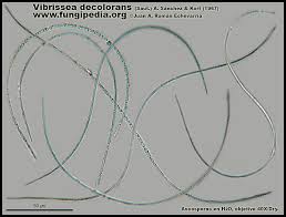 Attēlu rezultāti vaicājumam “Vibrissea decolorans”