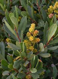 Attēlu rezultāti vaicājumam “Myrica gale male flower”