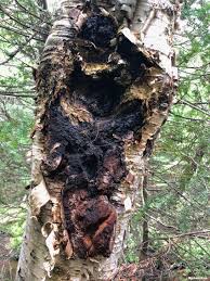 Attēlu rezultāti vaicājumam “Inonotus obliquus”