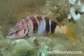 Image result for Serranus scriba