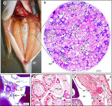 Image result for Aplodinotus grunniens