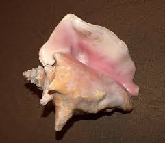 Image result for Aliger gigas