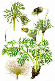 Attēlu rezultāti vaicājumam “Pulsatilla pratensis leaf”
