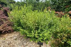 Attēlu rezultāti vaicājumam “Philadelphus lemoinei flower”