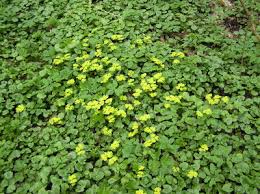 Attēlu rezultāti vaicājumam “Chrysosplenium alternifolium bud”