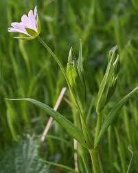 Attēlu rezultāti vaicājumam “Stellaria holostea leaf”