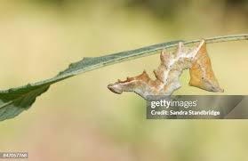 Attēlu rezultāti vaicājumam “Notodonta ziczac”